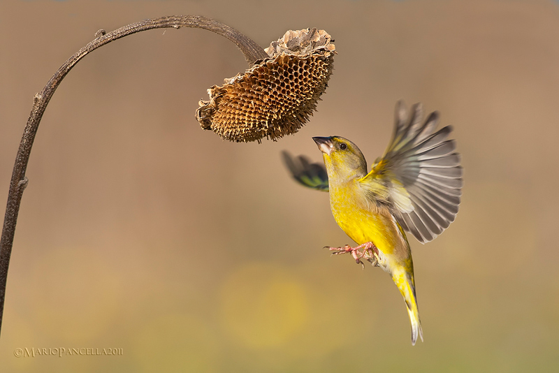 VERDONI - Carduelis chloris